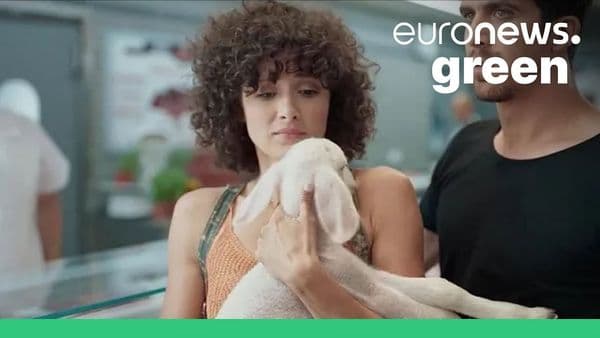 Live Lamb Used in Vegan Commercial - Israel