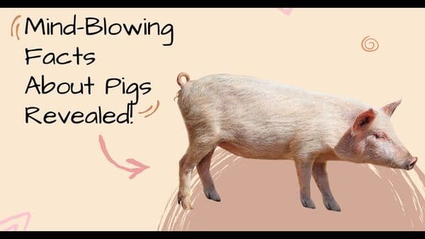 The Last Pig - Documentary poster